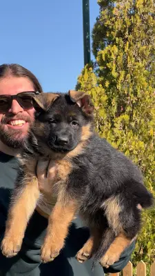 آگهی فروش نژاد ژرمن شپرد