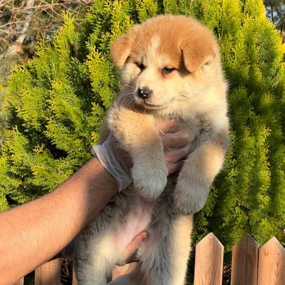 آگهی فروش نژاد آکیتا