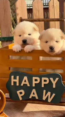 آگهی فروش نژاد چاو چاو