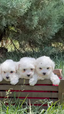 آگهی فروش نژاد بیشان فریزی