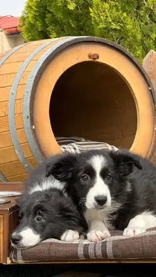 آگهی فروش نژاد بردر کالی