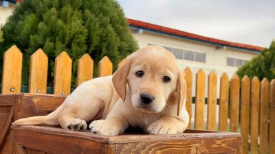 آگهی فروش نژاد لابرادور رتریور