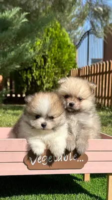 آگهی فروش نژاد پامرانین