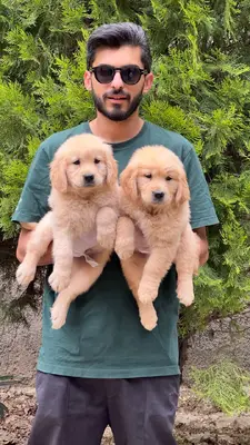 آگهی فروش نژاد گلدن رتریور