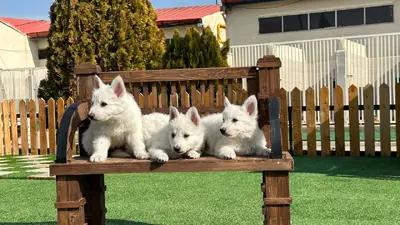 آگهی فروش نژاد ژرمن شپرد