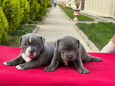 آگهی فروش نژاد آمریکن بولی