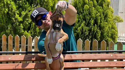 آگهی فروش نژاد باکسر