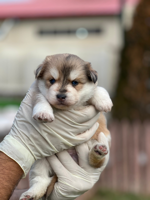 آگهی فروش نژاد پامسکی