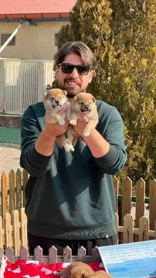 آگهی فروش نژاد شیبا اینو