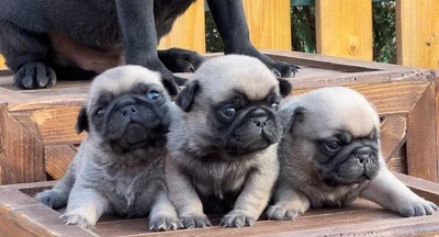 آگهی فروش نژاد پاگ