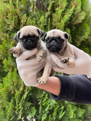 آگهی فروش نژاد پاگ