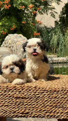 آگهی فروش نژاد شیتزو