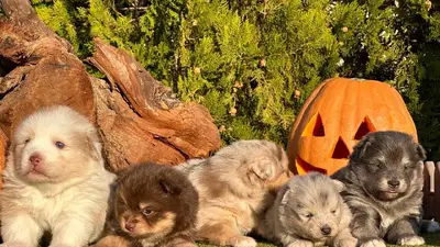 آگهی فروش نژاد پامسکی