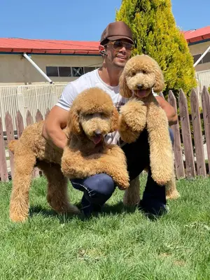 آگهی فروش نژاد پودل استاندارد