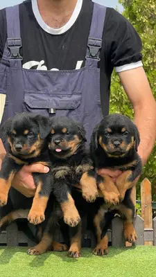 آگهی فروش نژاد روتوایلر