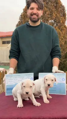 آگهی فروش نژاد داگو آرژانتینو