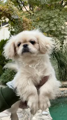 آگهی فروش نژاد پکینیز