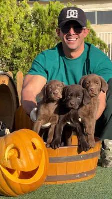 آگهی فروش نژاد لابرادور رتریور