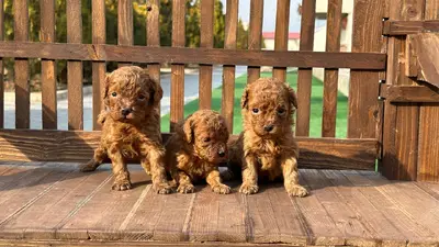 آگهی فروش نژاد پودل عروسکی