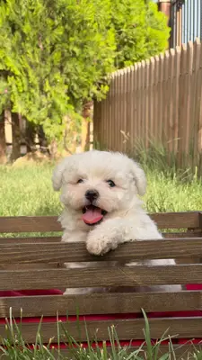 آگهی فروش نژاد بیشان فریزی