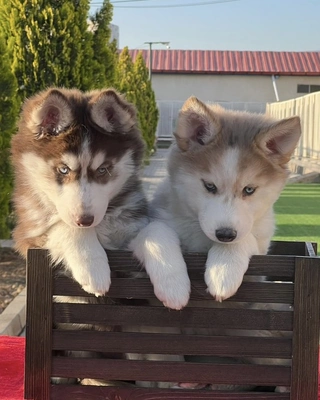 آگهی فروش نژاد سیبرین هاسکی