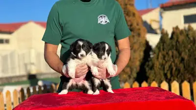 آگهی فروش نژاد بردر کالی