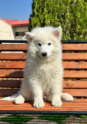 آگهی فروش نژاد سامویید