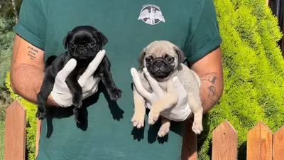 آگهی فروش نژاد پاگ