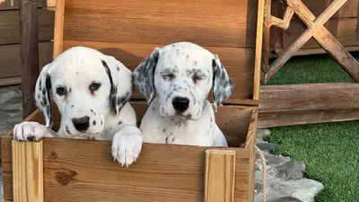 آگهی فروش نژاد دالمیشن