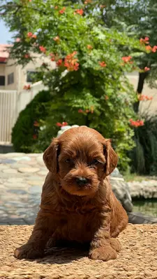 آگهی فروش نژاد کوکاپو