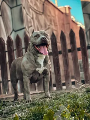 آگهی فروش نژاد آمریکن بولی