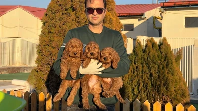 آگهی فروش نژاد کوکاپو