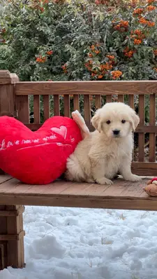 آگهی فروش نژاد گلدن رتریور