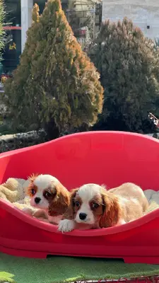 آگهی فروش نژاد کاوالیر کینگ چارلز اسپانیل