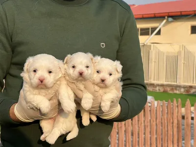 آگهی فروش نژاد مالتیز