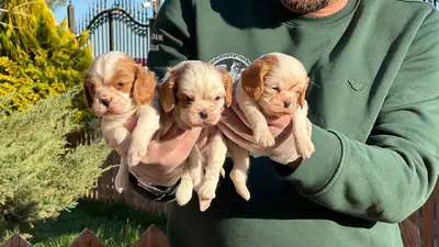 آگهی فروش نژاد کاوالیر کینگ چارلز اسپانیل