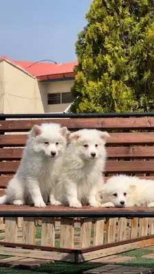 آگهی فروش نژاد جاپانیز اشپیتز