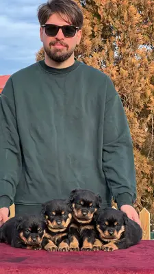 آگهی فروش نژاد روتوایلر