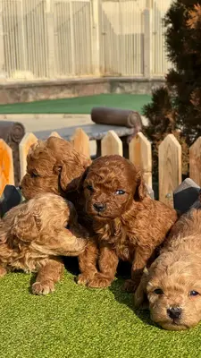 آگهی فروش نژاد پودل مینیاتوری