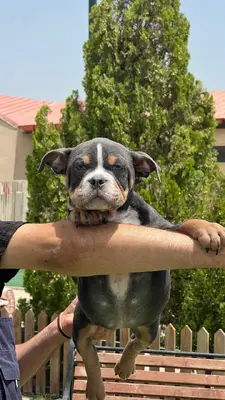 آگهی فروش نژاد آمریکن بولی