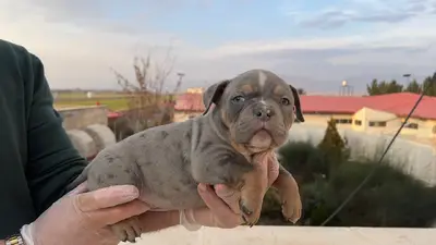 آگهی فروش نژاد آمریکن بولی