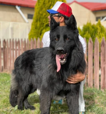 آگهی فروش نژاد ژرمن شپرد