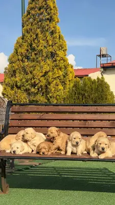 آگهی فروش نژاد گلدن رتریور