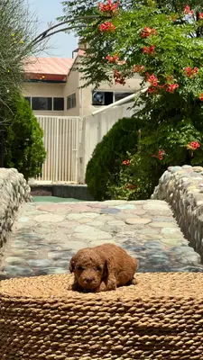 آگهی فروش نژاد پودل مینیاتوری