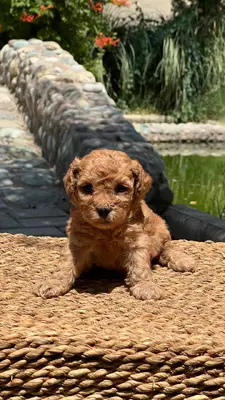 آگهی فروش نژاد پودل مینیاتوری