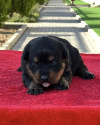 آگهی فروش نژاد روتوایلر