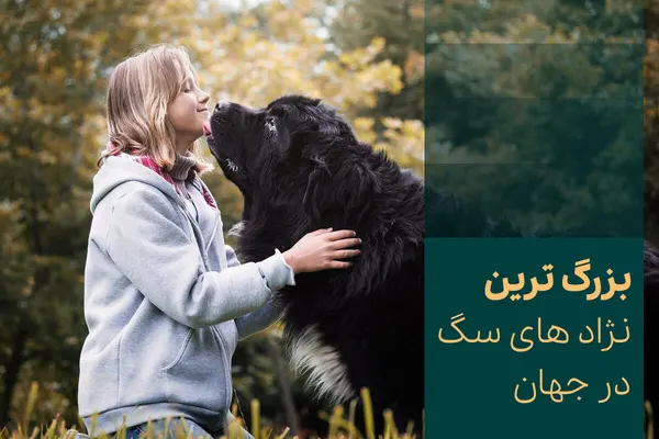 بزرگ ترین نژاد های سگ در جهان