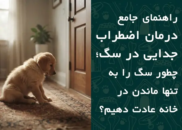 راهنمای جامع درمان اضطراب جدایی در سگ؛ چطور سگ را به تنها ماندن در خانه عادت دهیم؟