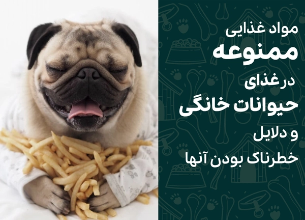 مواد غذایی ممنوعه در غذای حیوانات خانگی و دلایل خطرناک بودن آنها