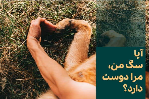 آیا سگ من مرا دوست دارد؟